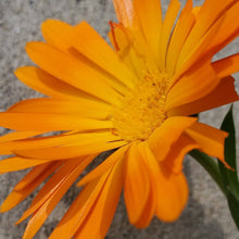 Load image into Gallery viewer, Calendula Seed Packet
