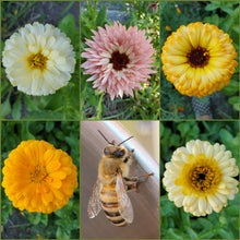 Load image into Gallery viewer, Calendula Seed Packet