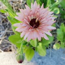 Load image into Gallery viewer, Calendula Seed Packet