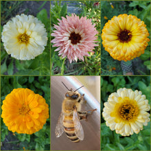 Load image into Gallery viewer, Calendula Seed Packet
